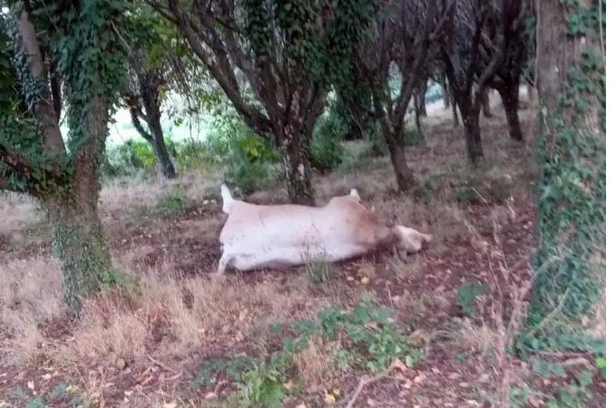 Rocca di Papa, rimosso e smaltito dal proprietario del terreno il grosso bovino morto da molti giorni alla frazione Vivaro