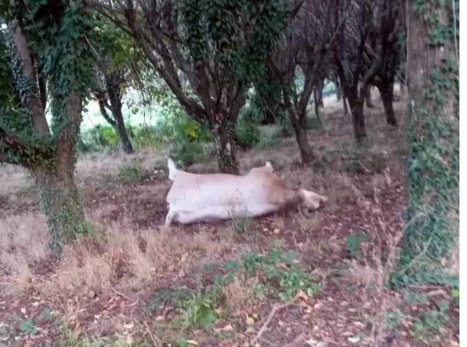 Rocca di Papa, rimosso e smaltito dal proprietario del terreno il grosso bovino morto da molti giorni alla frazione Vivaro