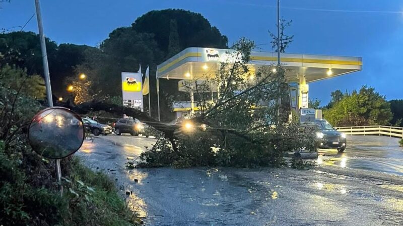 Castelli Romani, Anzio e Nettuno: il maltempo fa strage di alberi numerosi interventi anche per allagamenti