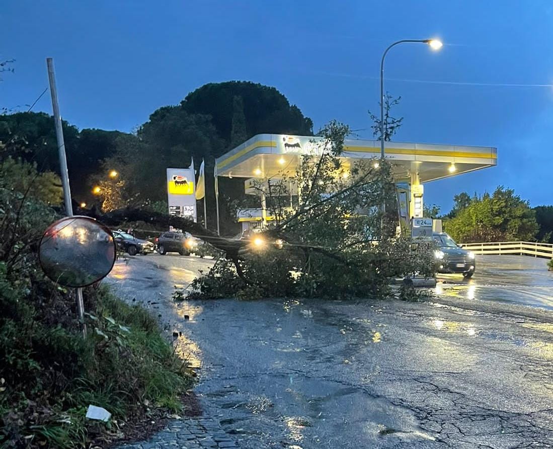 Castelli Romani, Anzio e Nettuno: il maltempo fa strage di alberi numerosi interventi anche per allagamenti