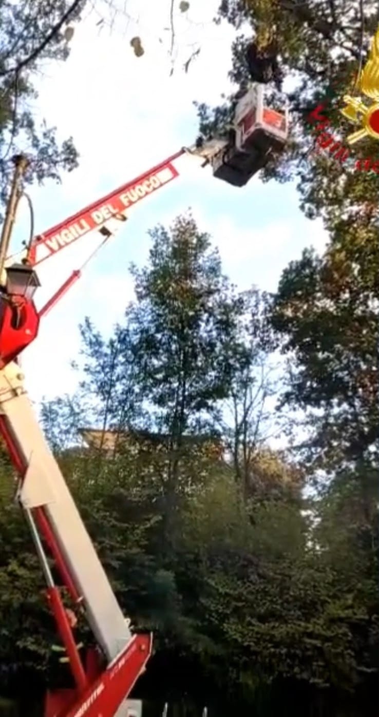 Norma (Latina) vigili del fuoco salvano pilota di parapendio impigliato su un albero