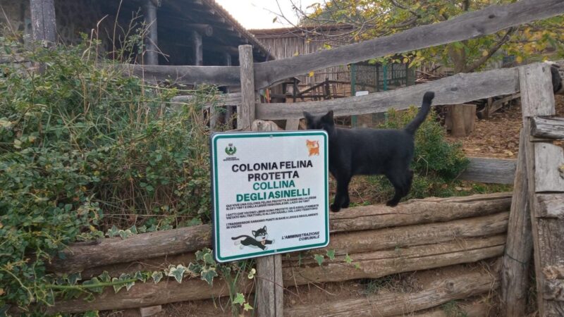 Monte Compatri, installate le targhe per segnalare la presenza di colonie feline