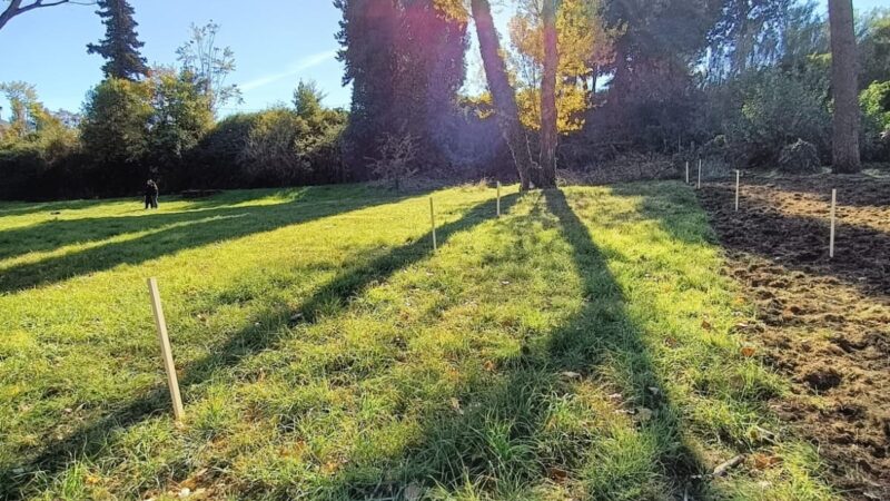 Grottaferrata: Parco Squarciarelli, divelti e scomparsi i picchetti per la piantumazione degli ulivi