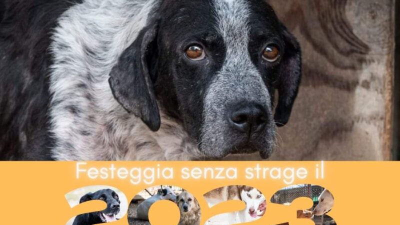 Lanuvio – Ass. Di Pietro: Ordinanza anti botti per salvaguardare anche i nostri amici animali