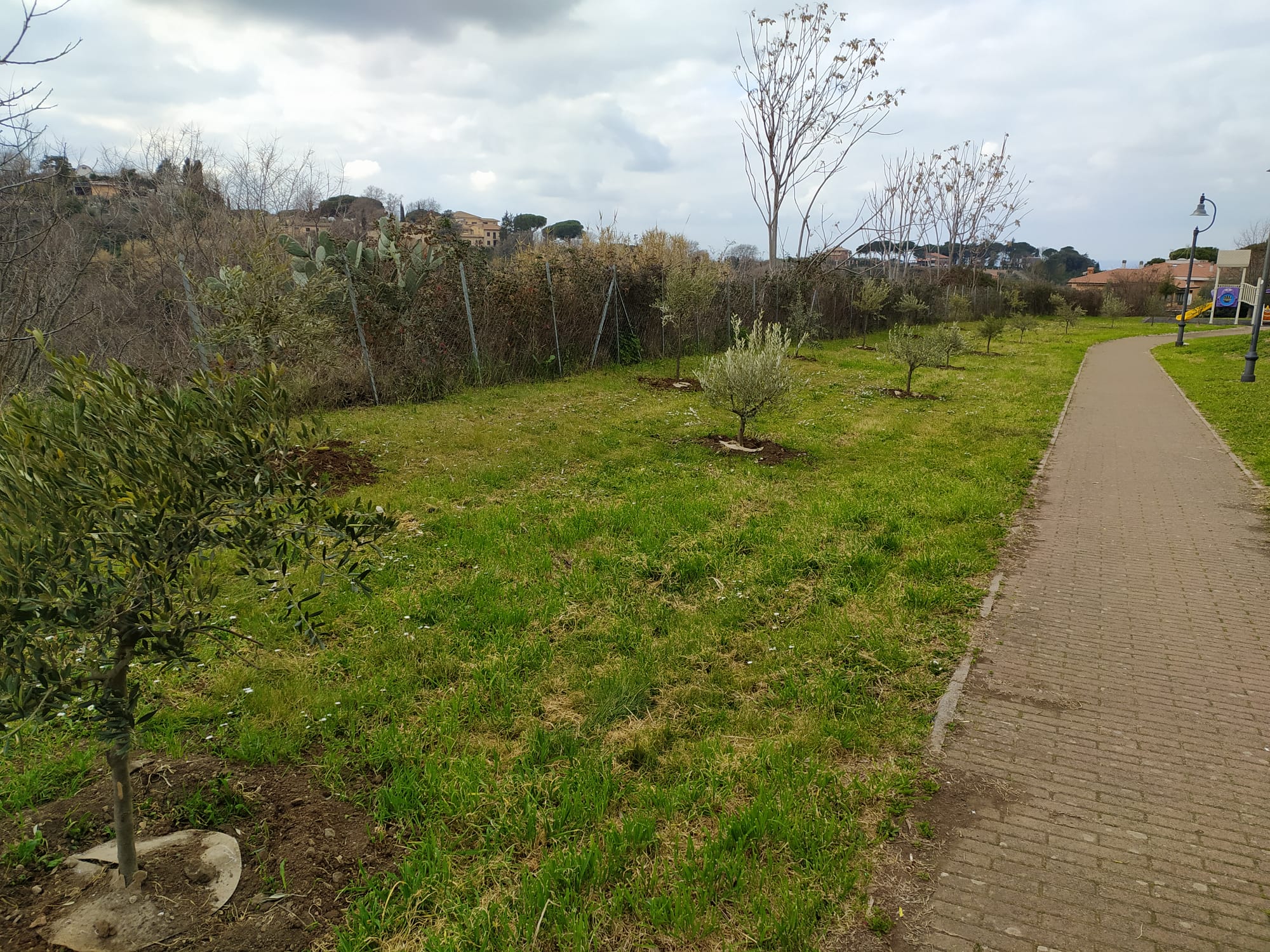 Grottaferrata: piantumati 140 ulivi tra Colle Sant’Antonio e il Parco degli Ulivi. Entro marzo in arrivo anche al liceo Touschek e a Borghetto