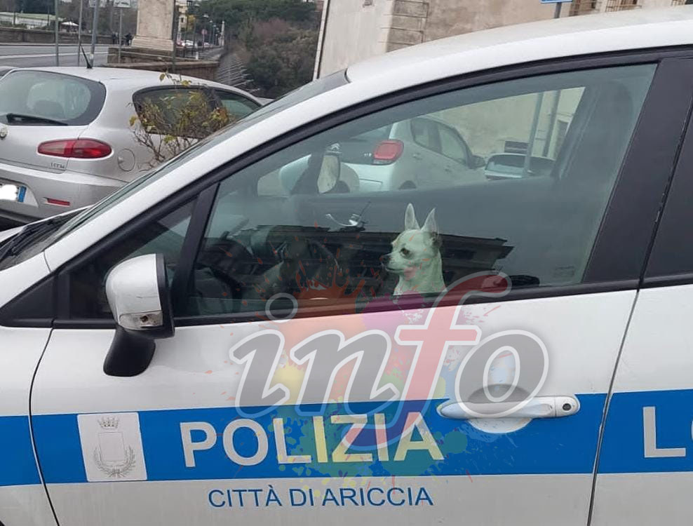 Ariccia, paura ieri pomeriggio per un piccolo Chihuahua che si era smarrito in mezzo al traffico. Salvato dalla polizia locale