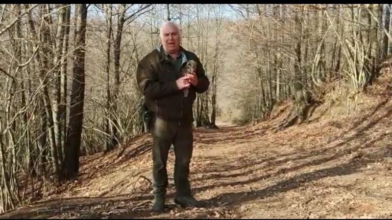 Rocca di Papa: Dopo averli salvati insieme alla LIPU, i guardiaparco liberano nei boschi un allocco e un gheppio