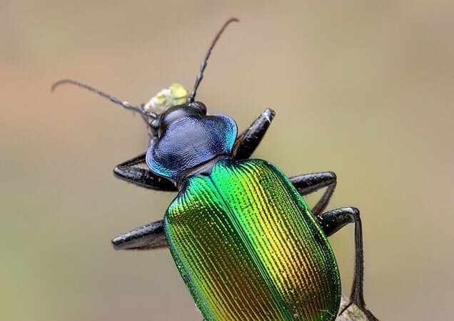 Il ricordo di Stefano De Felici. Roberto Salustri (Ecolstituto): Una persona speciale che ha dato tanto alla ricerca e all’ecologia