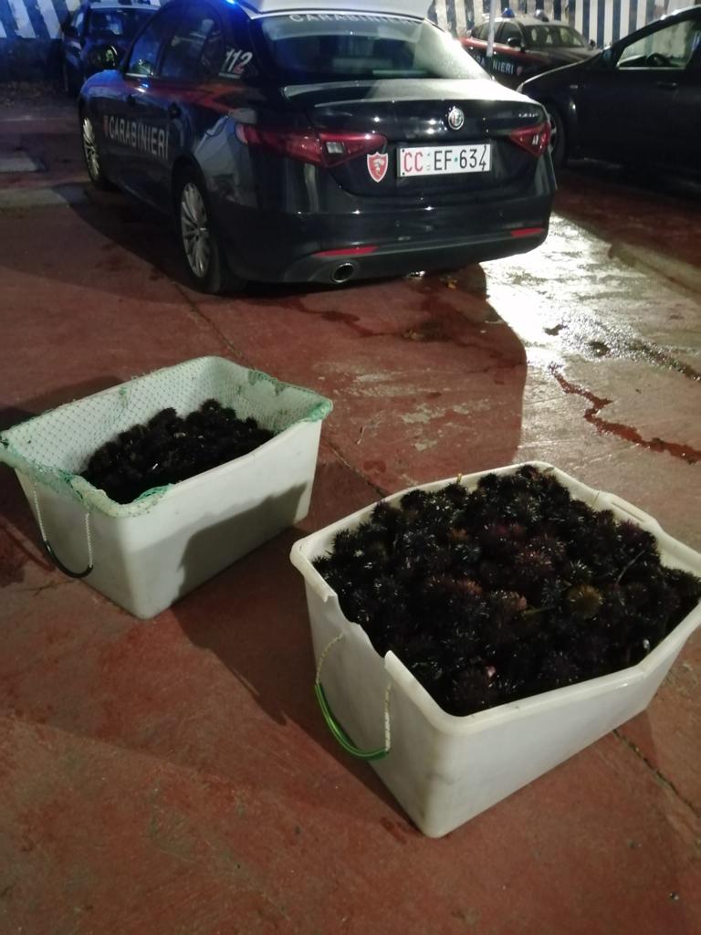 Santa Marinella, carabinieri sanzionano pescatore di frodo ricci di mare