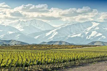 Argentina, è vendemmia anticipata