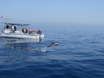 L’intelligenza artificiale studia i cetacei nel Golfo di Taranto