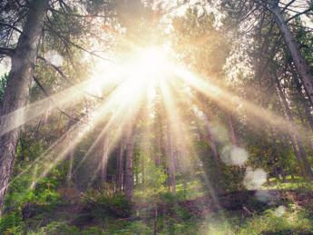 Un anno di Foresta Italia, piantati 60mila alberi in 17 regioni