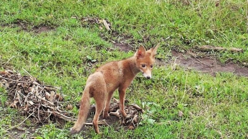 Bocconi avvelenati, una pratica illegale e pericolosa non solo per gli animali