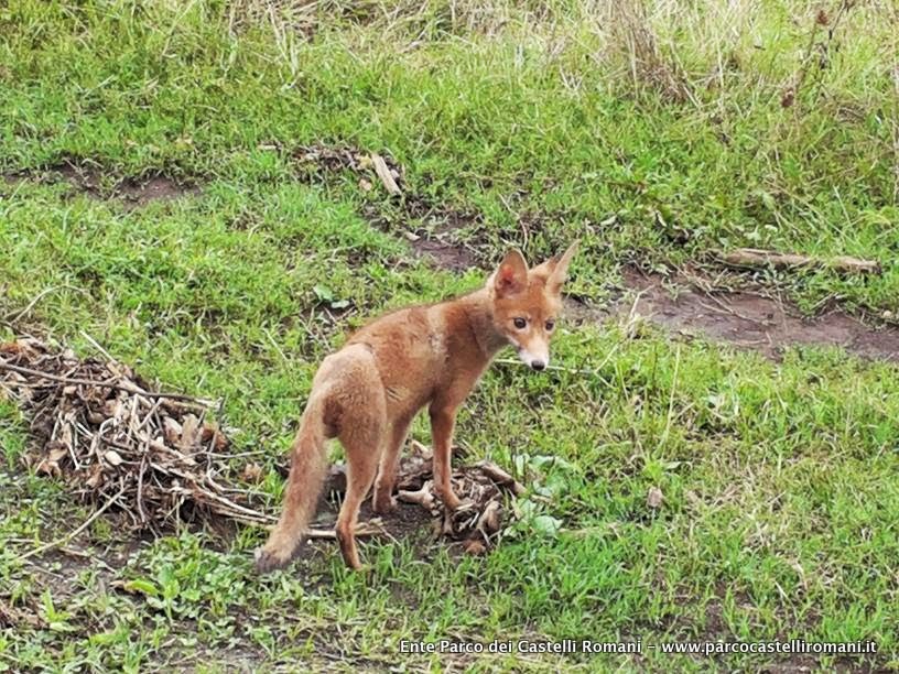 Bocconi avvelenati, una pratica illegale e pericolosa non solo per gli animali