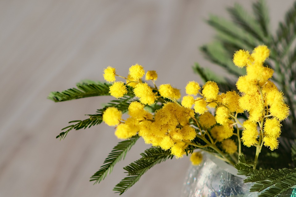 Festa della donna, ecco perché si festeggia l’8 marzo