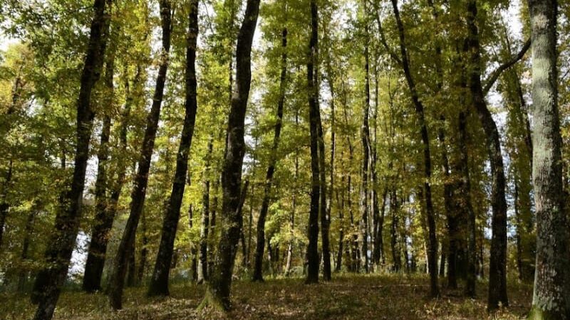 Rocca di Papa: La polizia rintraccia un anziano che si era perso, uscito da una casa di riposo. Trovato nel bosco