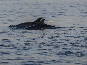 Cetacei spiaggiati in Italia, 192 in 15 mesi