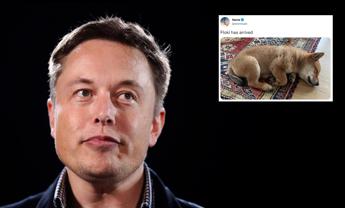 Elon Musk parla di Twitter e del nuovo CEO: il suo cane Floki