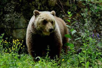 JJ4, MJ5 e M62: gli “orsi problematici” del Trentino