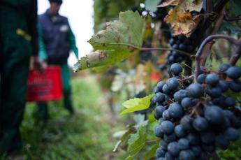 Nebbiolo d’Alba Spumante, il progetto di valorizzazione parte diritto da Barolo