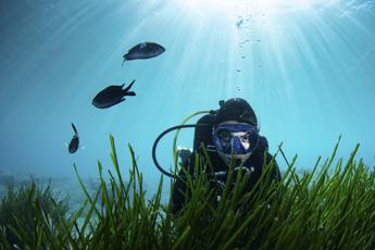 Un tuffo nel Mediterraneo: E.ON e Verdeacqua insieme per far scoprire le meraviglie e la biodiversità racchiuse nel mare