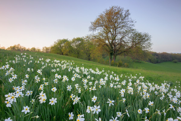 Rocca di Papa, photo walk ai Pratoni del Vivaro, “Alla ricerca della primavera”, con Libero Middei