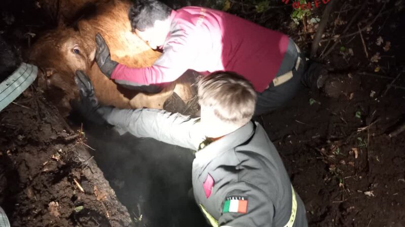 Campagnano: mucche sprofondano in una buca, salvate dai vigili del fuoco