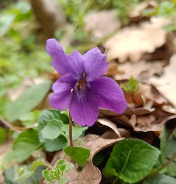 Le Feste di Primavera a contatto con la Natura