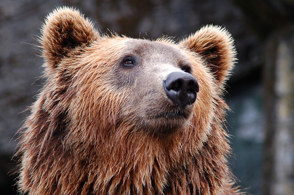 Trentino, l’orso che ha ucciso il runner già responsabile di un’aggressione nel 2020