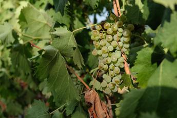 Che fine ha fatto il Vermentino di Gallura?