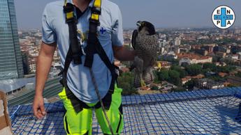 Giulia intrappolata sulle Torre Galfa, operatori Enpa la salvano