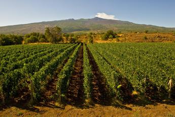 Sicilia en Primeur 2023: le aziende vitivinicole confermano il valore dell’enoturismo