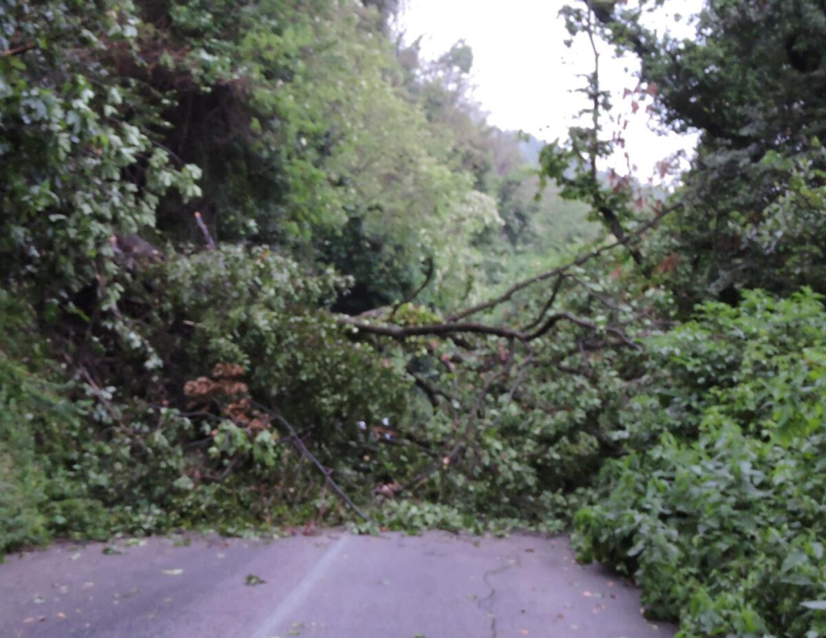 Genzano, cade grosso albero su via Diana. Al lavoro da molte ore pompieri, polizia locale e protezione civile