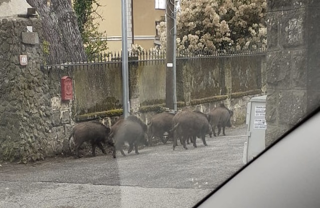 Ariccia, residenti di Galloro, zona Monte Cucco raccolgono le firme per un esposto contro i cinghiali