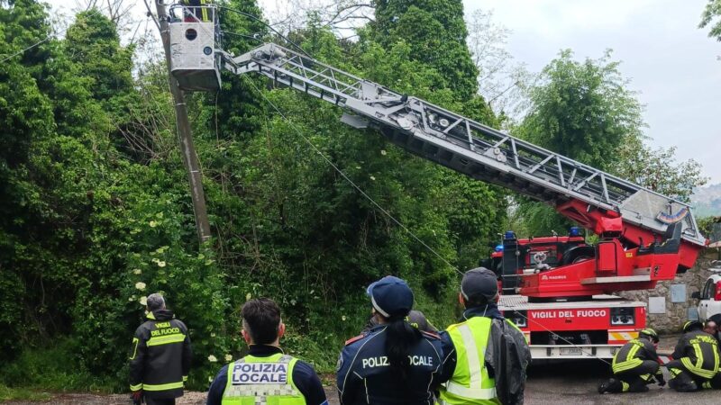 Rocca di Papa – Incidente provocato da cinghiale su via dei Laghi. Un albero caduto in via Marino Campagna