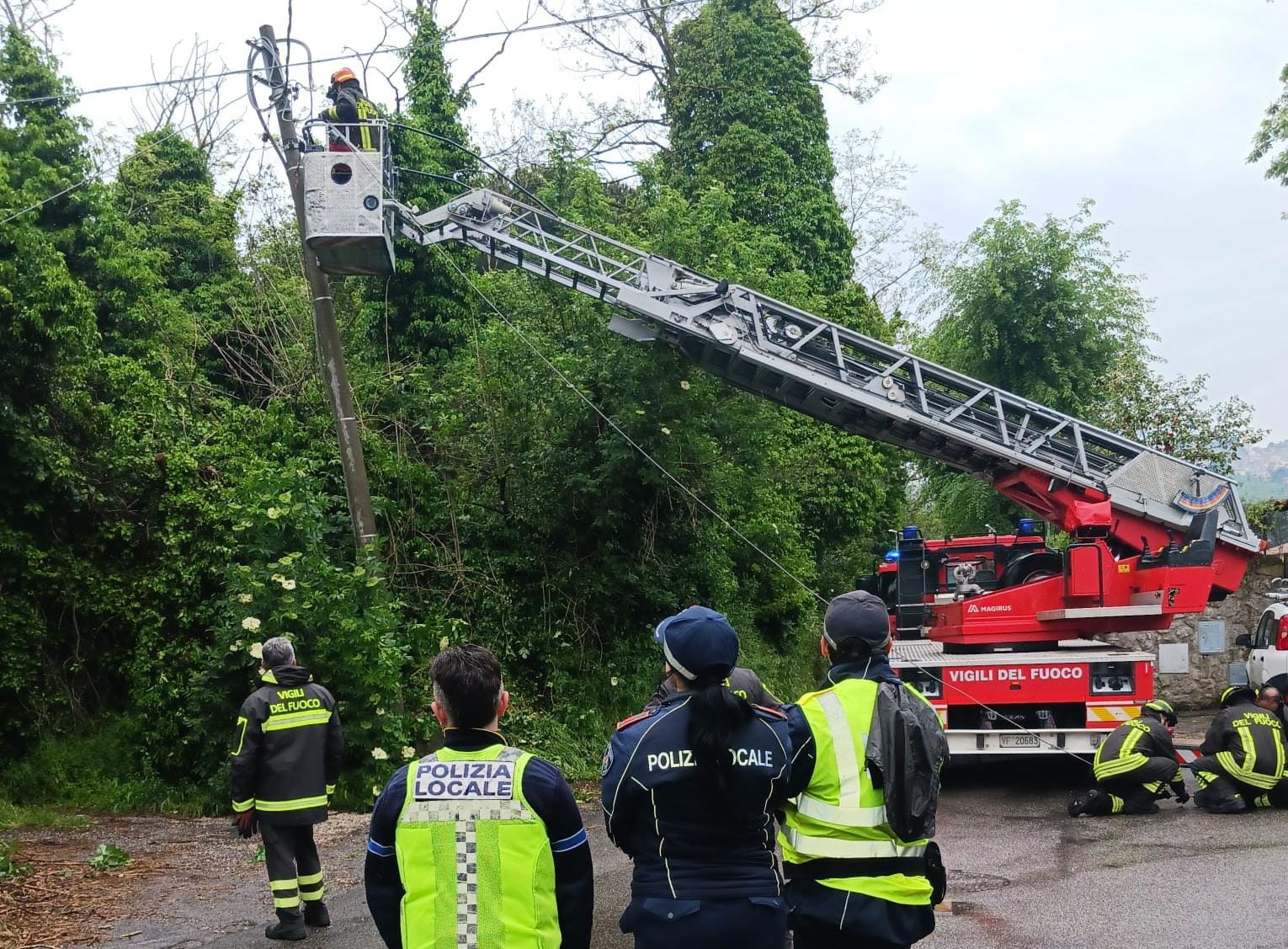 Rocca di Papa – Incidente provocato da cinghiale su via dei Laghi. Un albero caduto in via Marino Campagna