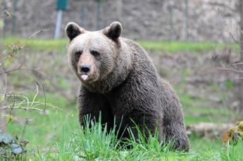 Trento, carcassa di un orso trovata nei boschi di Cavedago