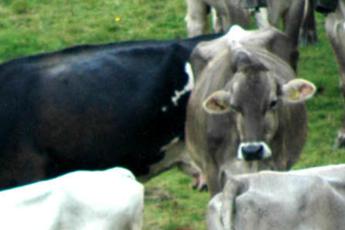 Alto Adige, mucche aggrediscono turisti: due feriti