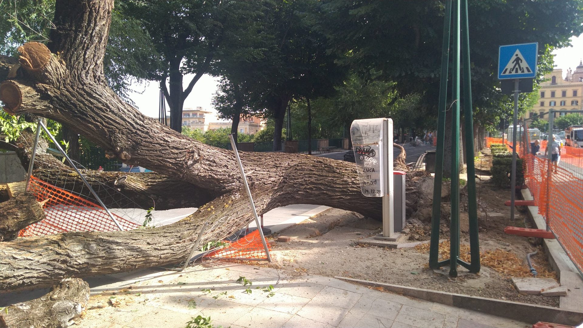 Frascati, cade un grosso albero in centro, nessun ferito