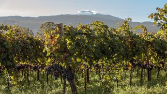 I vini contemporanei dell’Etna in 5 nuove cantine