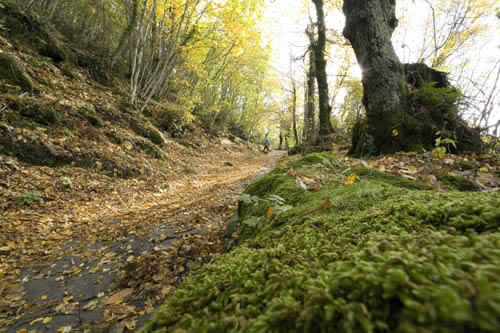 Castelli Romani, “Vivere il territorio” per gli amanti delle passeggiate nella natura