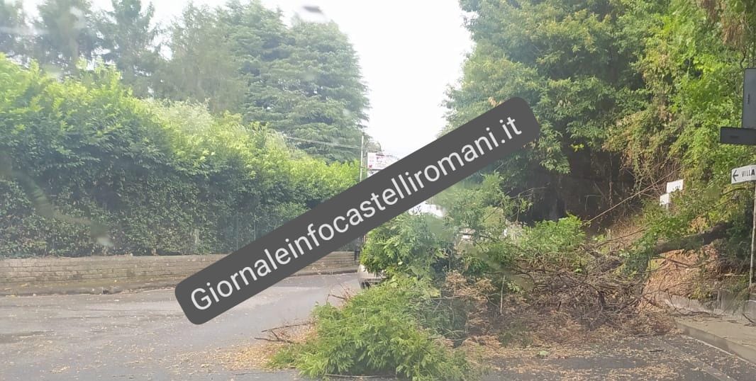 Velletri, vento forte e pioggia. Caduto un albero tra via Ariana e via di Cori