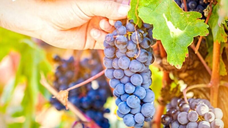 Velletri, vendemmia 2023, al via le visite ai vigneti sperimentali ARSIAL