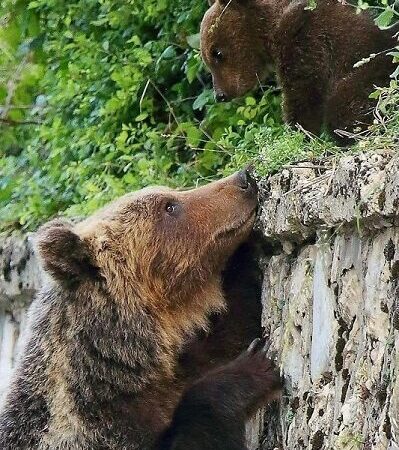 Il Parco Regionale dei Monti Simbruini esprime profonda vicinanza al Parco Nazionale d’Abruzzo Lazio e Molise