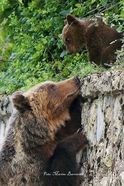 Il Parco Regionale dei Monti Simbruini esprime profonda vicinanza al Parco Nazionale d’Abruzzo Lazio e Molise