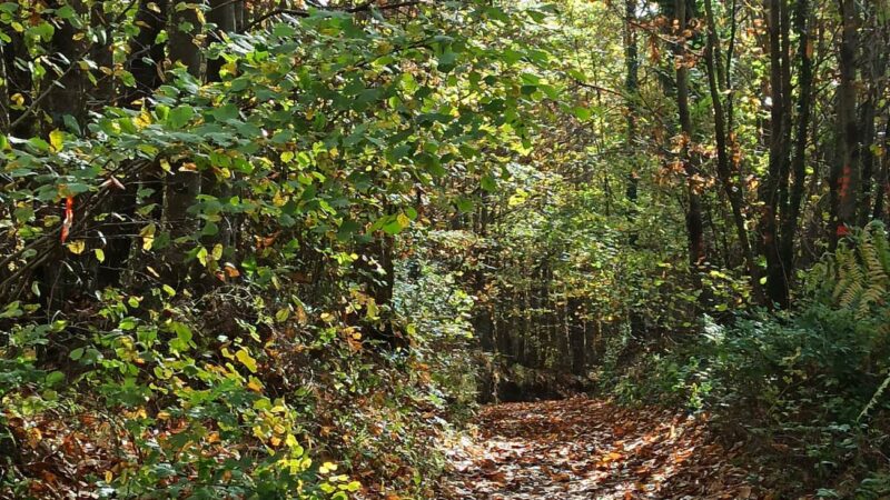 Rocca di Papa, Guardiaparco in soccorso di un ciclista