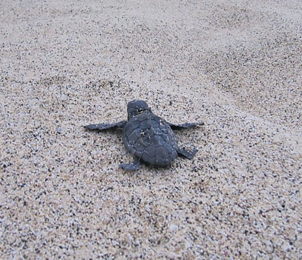 LAZIO, BOOM DI NIDI CARETTA CARETTA SUL LITORALE