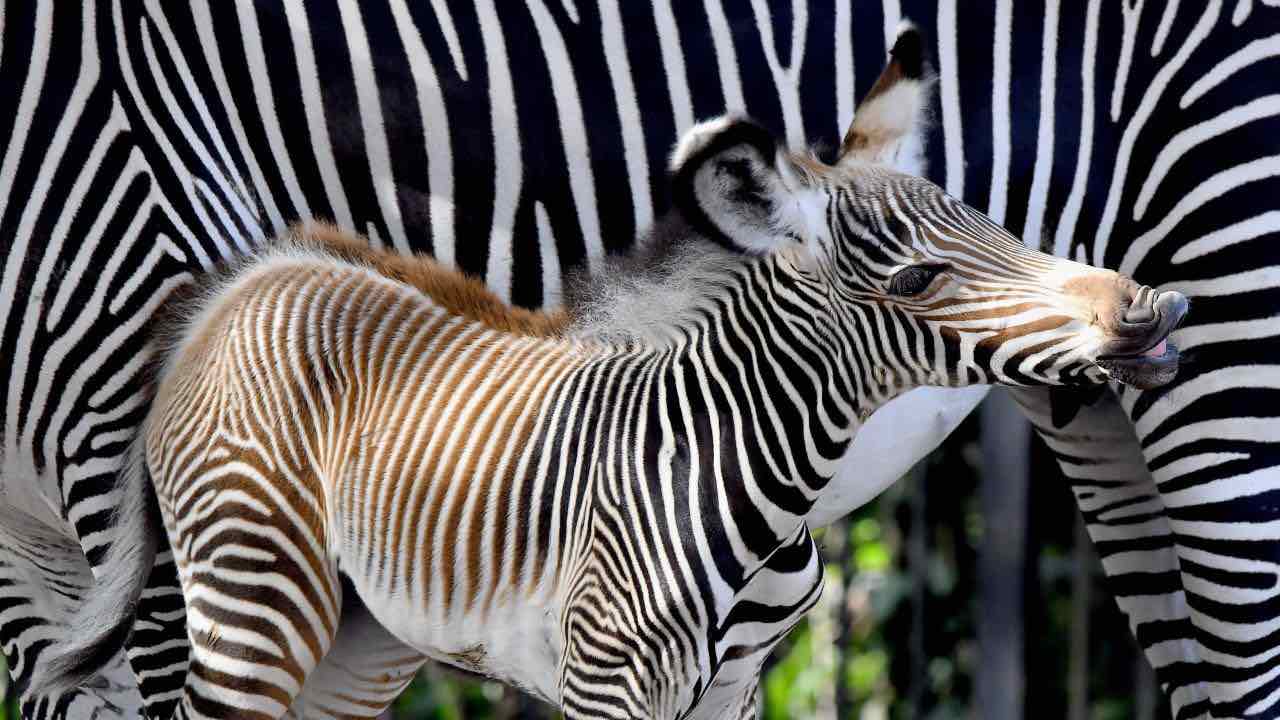 Al Bioparco di Roma è nata una rara zebra di Grevy