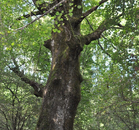 Parco dei Castelli Romani, due Farnie nel Bosco del Cerquone tra gli alberi monumentali d’Italia