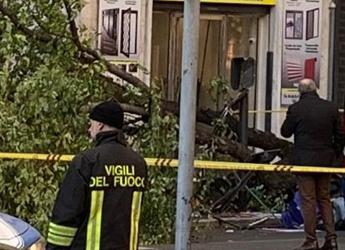 Donna uccisa da platano a Roma, l’agronomo: “Alberi troppo vecchi, fare come a Parigi”